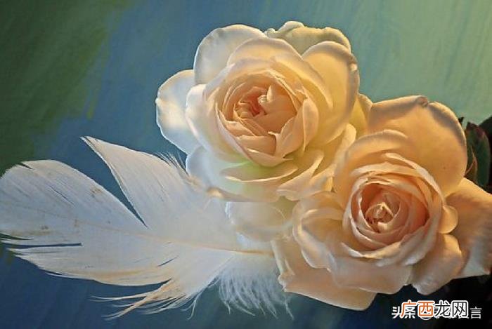适合情人节发的句子 情人节句子