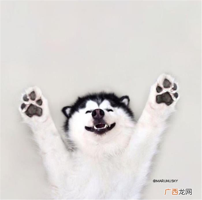 哈士奇王子,那是你们没见过超帅气的哈士奇王子