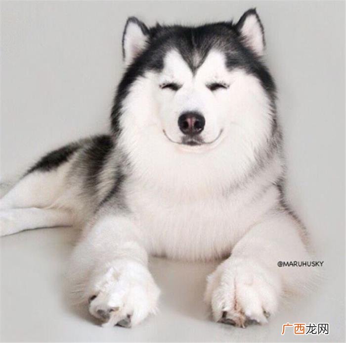 哈士奇王子,那是你们没见过超帅气的哈士奇王子