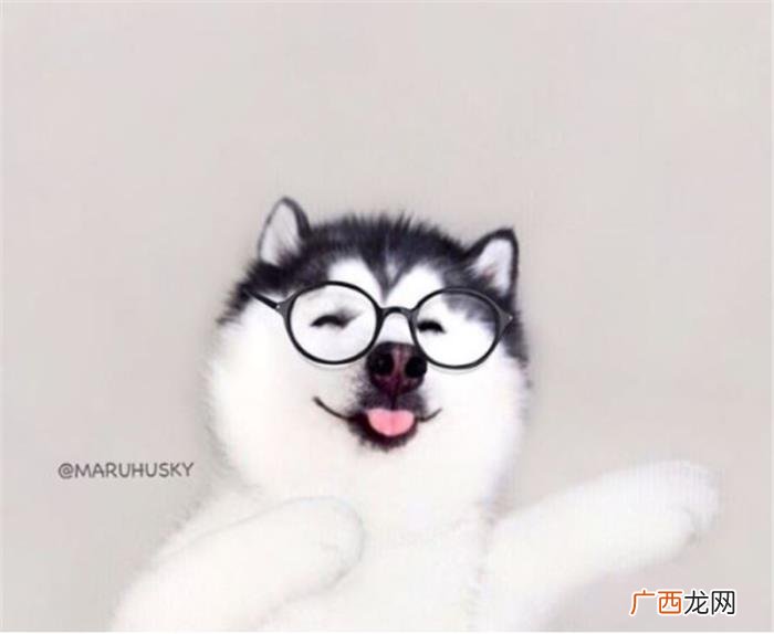 哈士奇王子,那是你们没见过超帅气的哈士奇王子