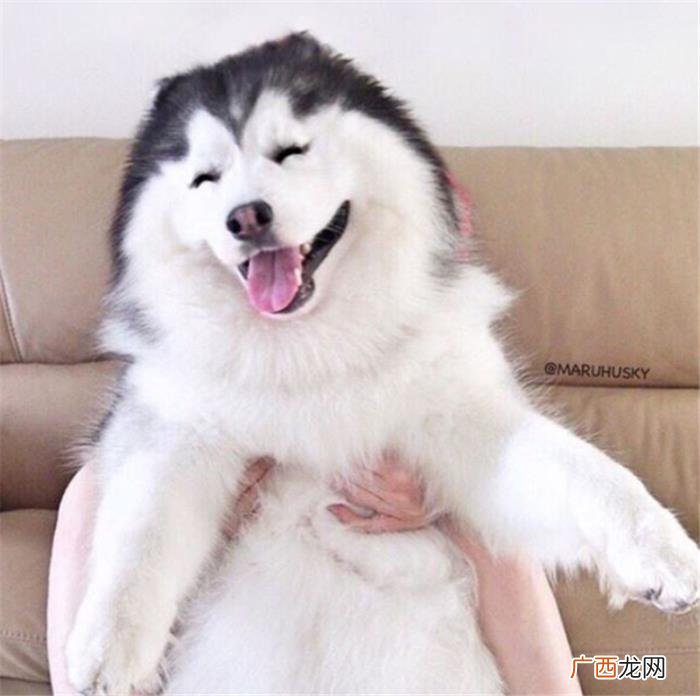 哈士奇王子,那是你们没见过超帅气的哈士奇王子