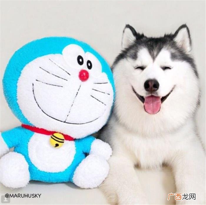 哈士奇王子,那是你们没见过超帅气的哈士奇王子