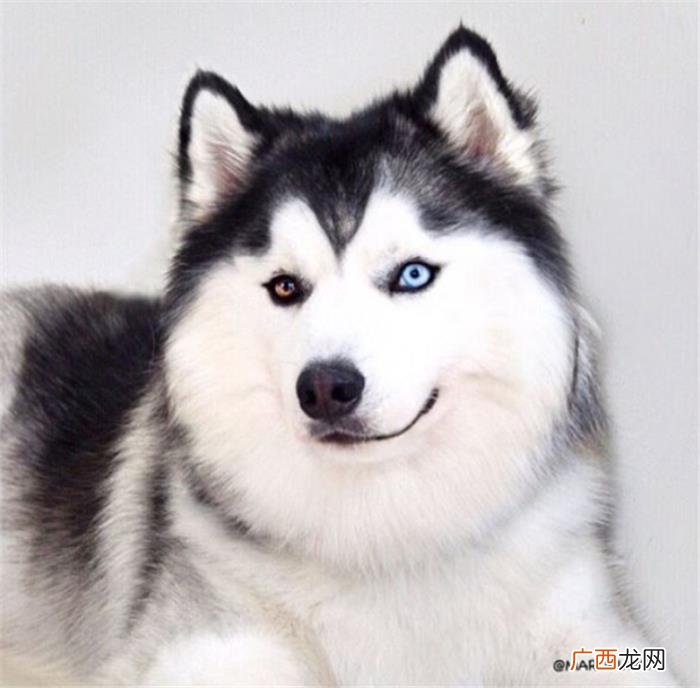 哈士奇王子,那是你们没见过超帅气的哈士奇王子