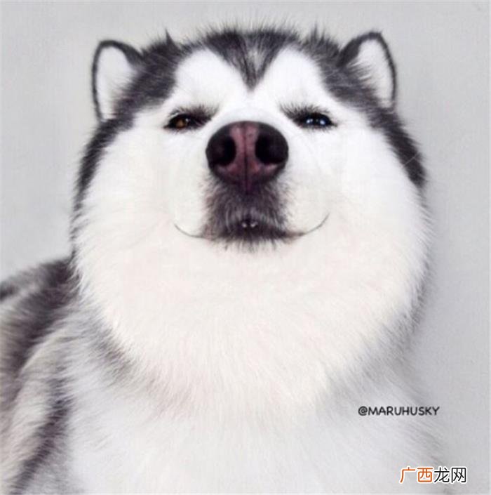 哈士奇王子,那是你们没见过超帅气的哈士奇王子