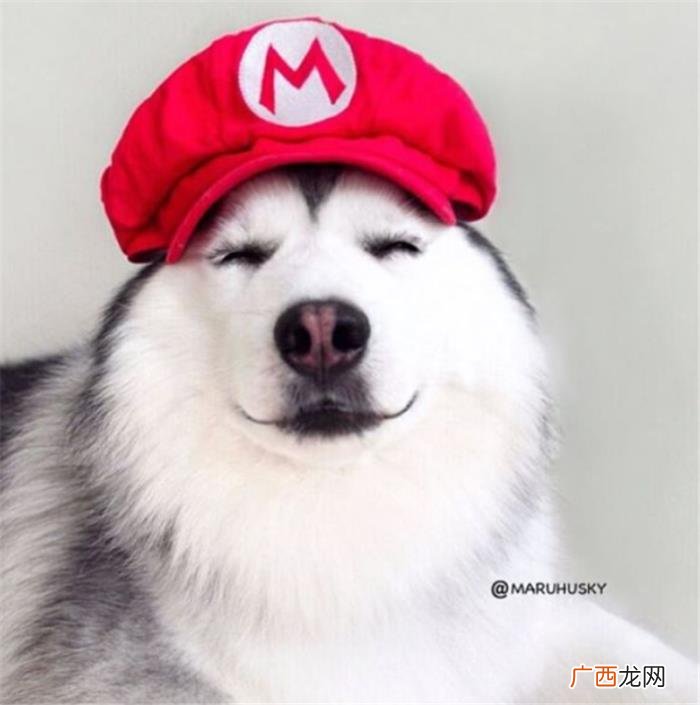 哈士奇王子,那是你们没见过超帅气的哈士奇王子