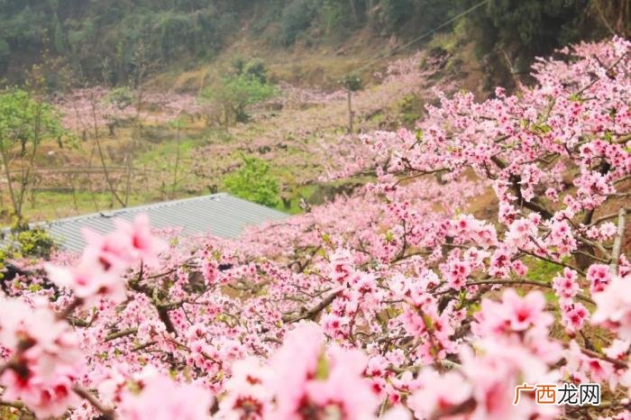 史上最美的两首桃花诗 关于桃花最出名的诗句