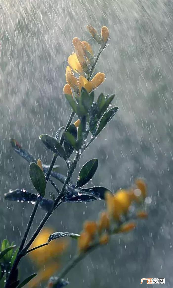 雨天也能用手机拍出唯美照 雨天图片唯美