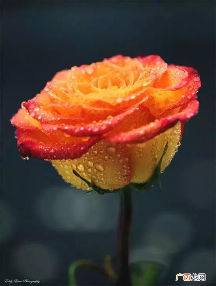 雨天也能用手机拍出唯美照 雨天图片唯美