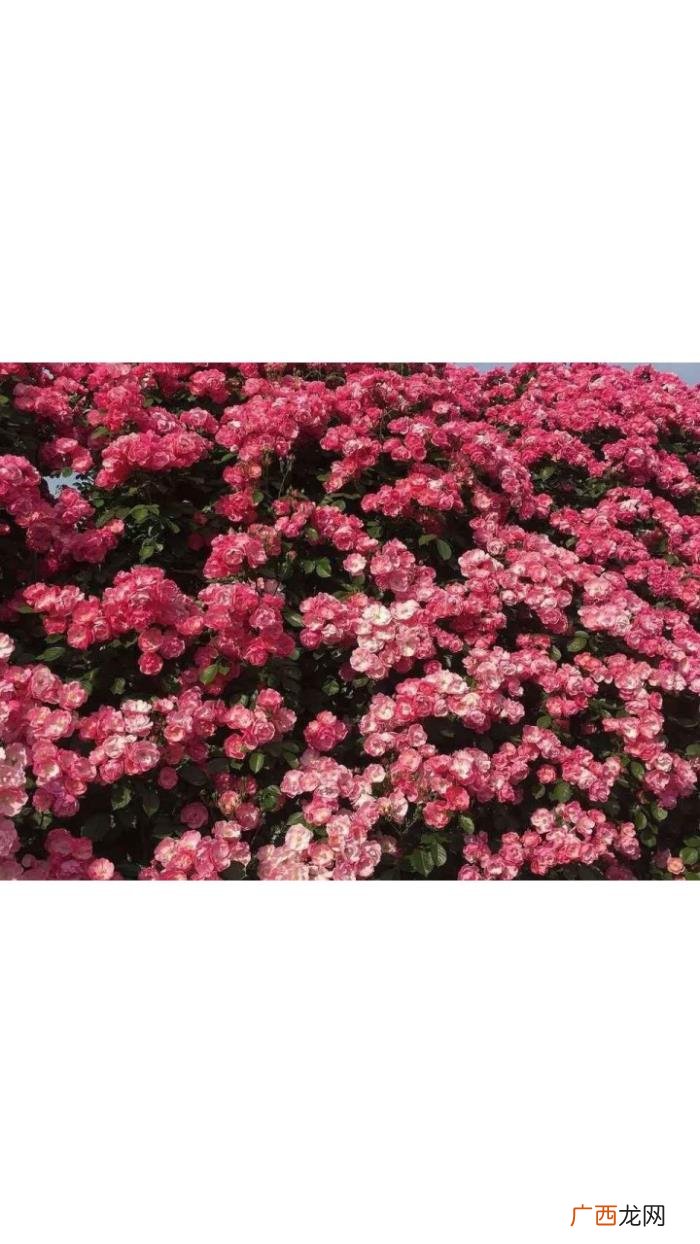 女生头像+背景图‖你是女孩 女生背景图