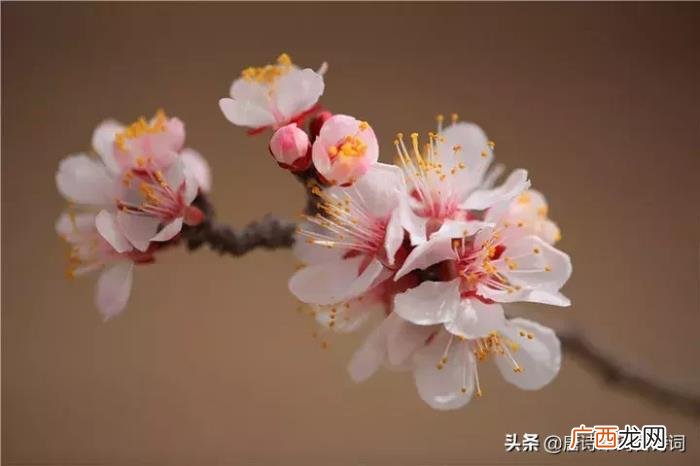 惊艳了整个春天的杏花诗词 杏花诗词