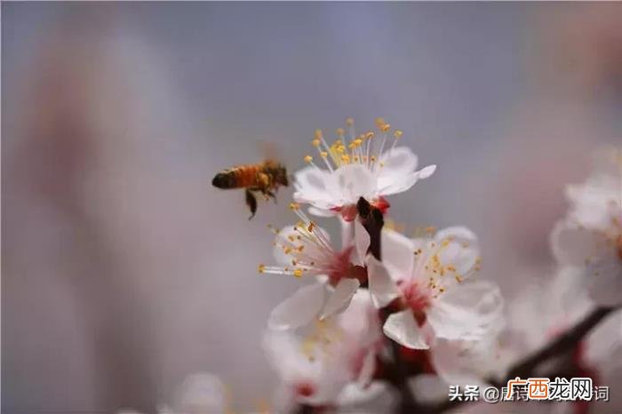 惊艳了整个春天的杏花诗词 杏花诗词