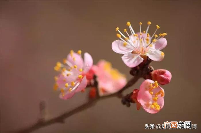惊艳了整个春天的杏花诗词 杏花诗词