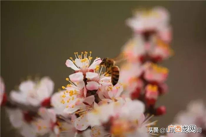 惊艳了整个春天的杏花诗词 杏花诗词