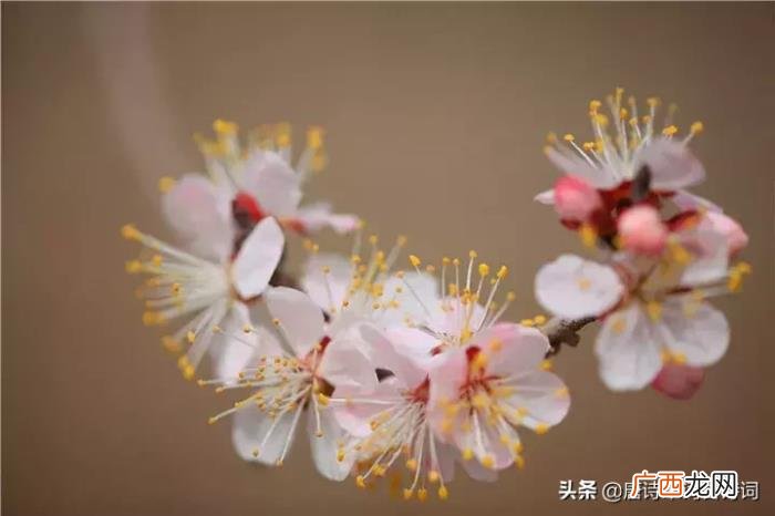 惊艳了整个春天的杏花诗词 杏花诗词