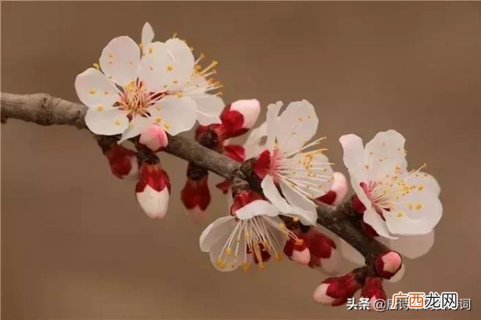 惊艳了整个春天的杏花诗词 杏花诗词