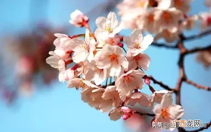 惊艳了整个春天的杏花诗词 杏花诗词