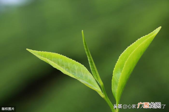 人生有太多的身不由己 身不由己的经典句子