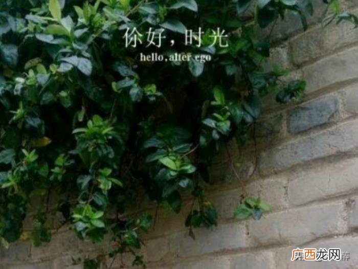 女生表白男生的话霸气 对男生表白的话