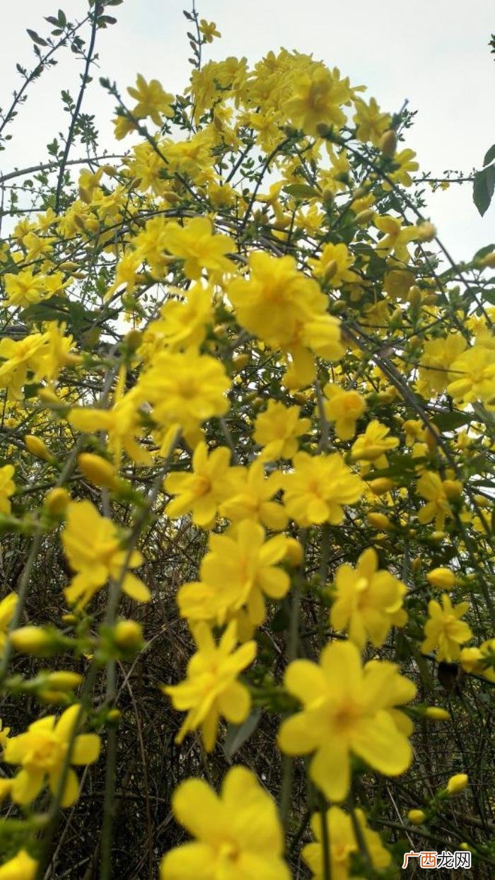 那金黄灿灿的迎春花 描写迎春花的句子