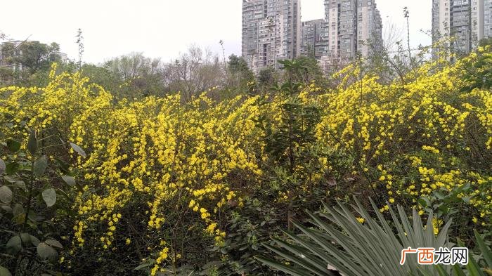 那金黄灿灿的迎春花 描写迎春花的句子