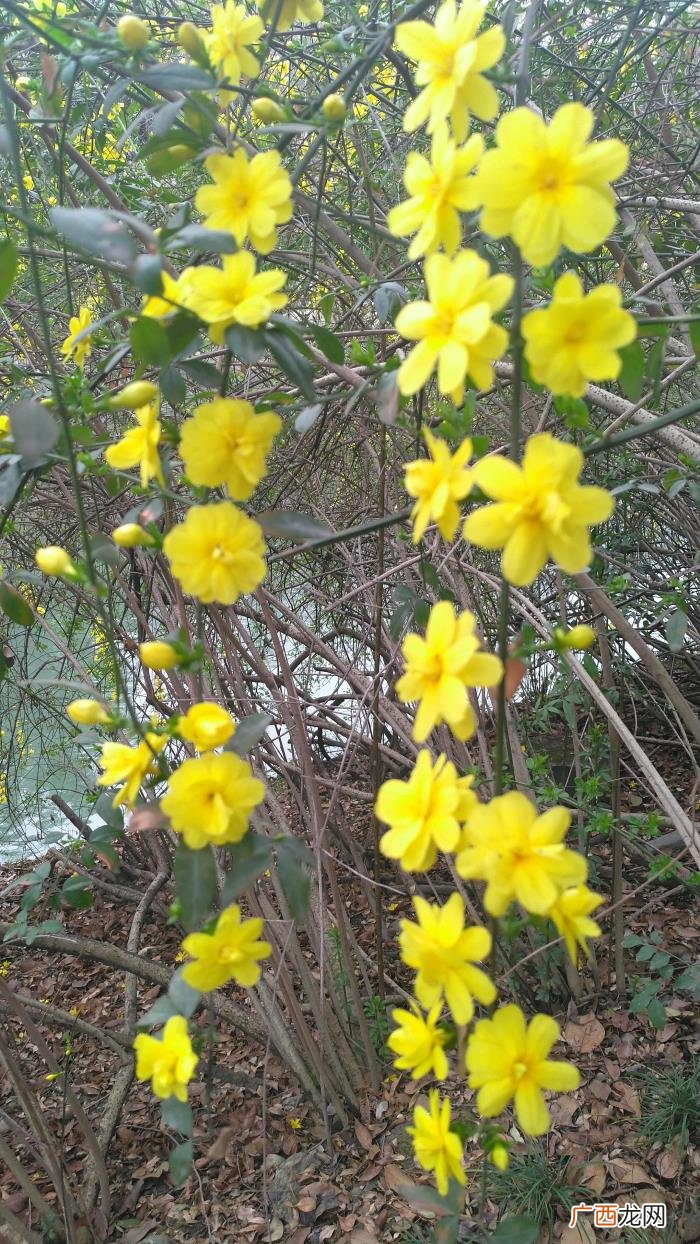 那金黄灿灿的迎春花 描写迎春花的句子