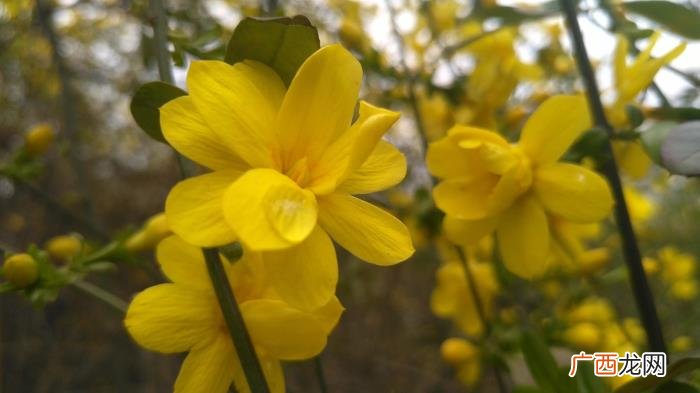 那金黄灿灿的迎春花 描写迎春花的句子