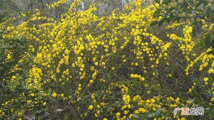 那金黄灿灿的迎春花 描写迎春花的句子