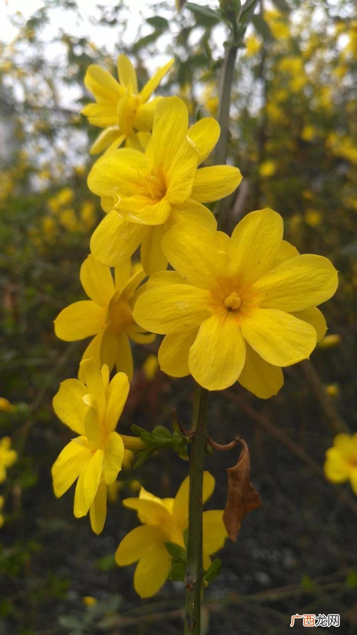 那金黄灿灿的迎春花 描写迎春花的句子