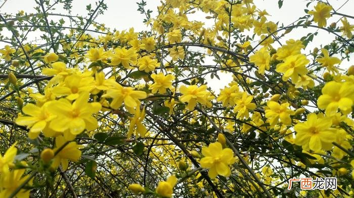 那金黄灿灿的迎春花 描写迎春花的句子