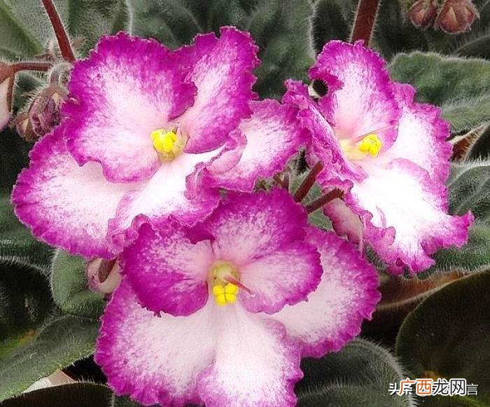 母亲节短信祝福句子精选 母亲节短信