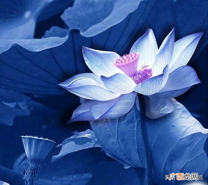 母亲节短信祝福句子精选 母亲节短信