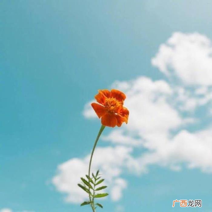 心向阳光的正能量句子 心若向阳的励志的句子