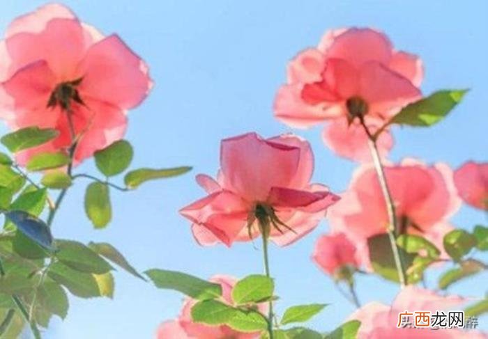 一个人过520情人节伤感说说 情人节伤感日志