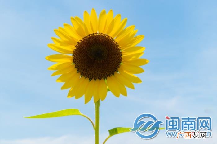 父亲节祝福语简短独特 父亲节的祝福词语