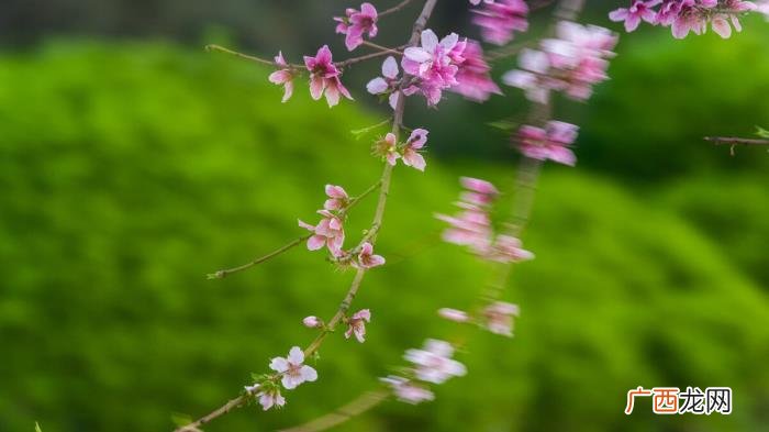 邂逅时光里的桃花流水 桃花的意境的句子