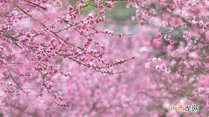 邂逅时光里的桃花流水 桃花的意境的句子