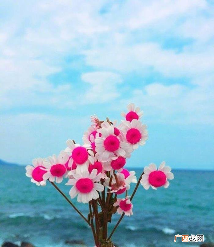 为了理想努力拼搏的句子 为梦想拼搏的唯美句子