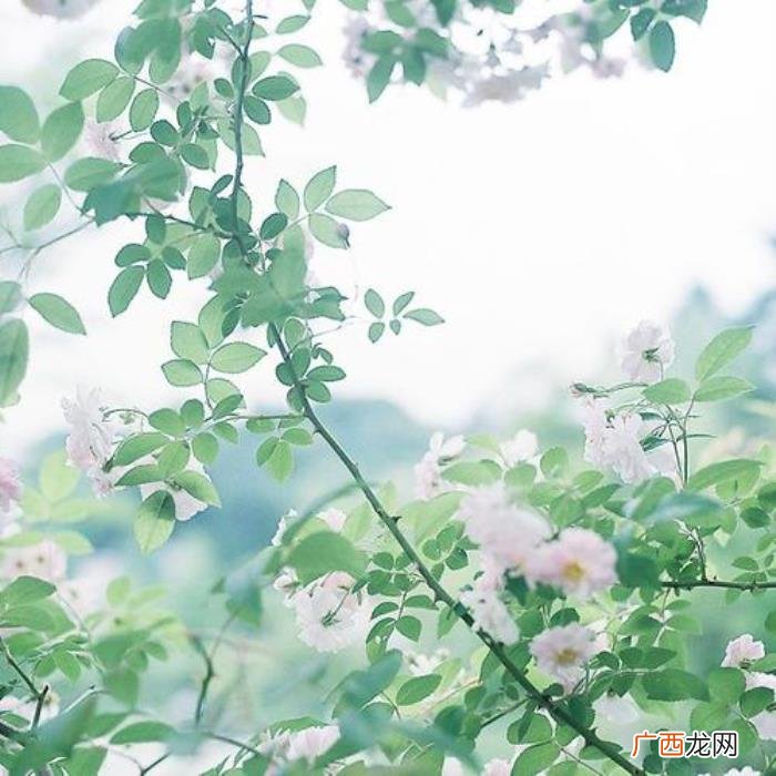 为了理想努力拼搏的句子 为梦想拼搏的唯美句子