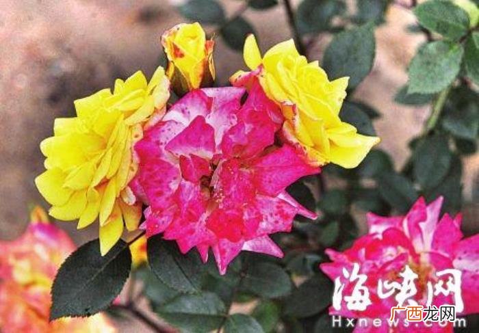 感恩节的说说心情短语 感恩父母的一句话简短