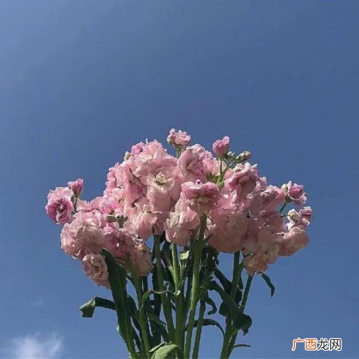 早上阳光灿烂的小短句 阳光灿烂句子简短
