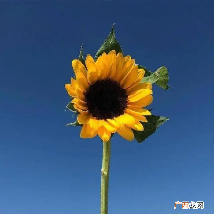 早上阳光灿烂的小短句 阳光灿烂句子简短