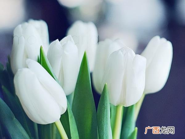 爱情段子伤感，表达爱情伤感的语录句子