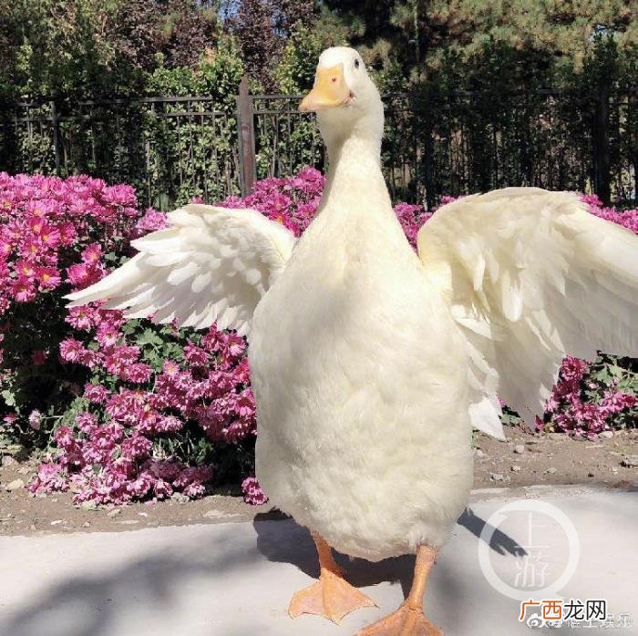 王珞丹微博，王珞丹深夜发微博寻找的宠物鸭找到了
