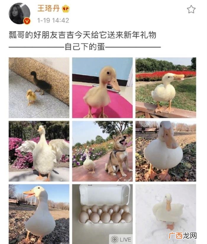 王珞丹微博，王珞丹深夜发微博寻找的宠物鸭找到了