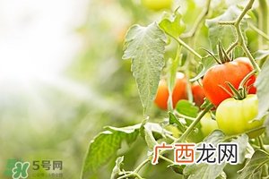 hfp烟酰胺原液多少钱?hfp烟酰胺原液价格