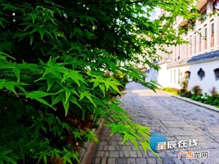 李立书法家，长沙西园北里李立故居将改建成李立艺术馆