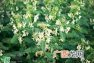 黄芪泡水喝的功效与副作用？黄芪有什么作用？