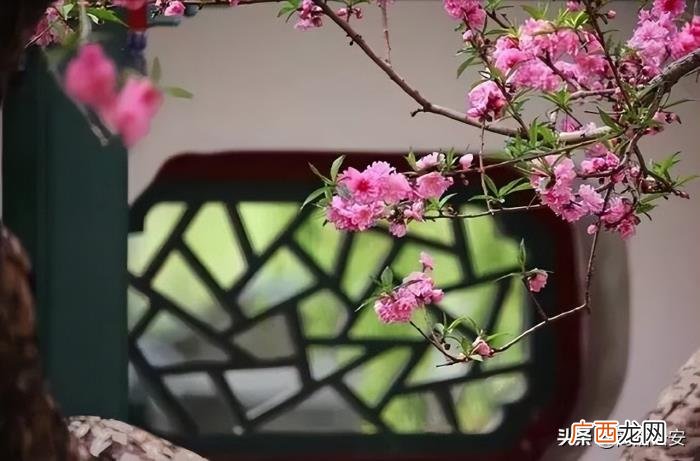 诗词鉴赏 最美人间四月天 最美人间四月天全诗段句