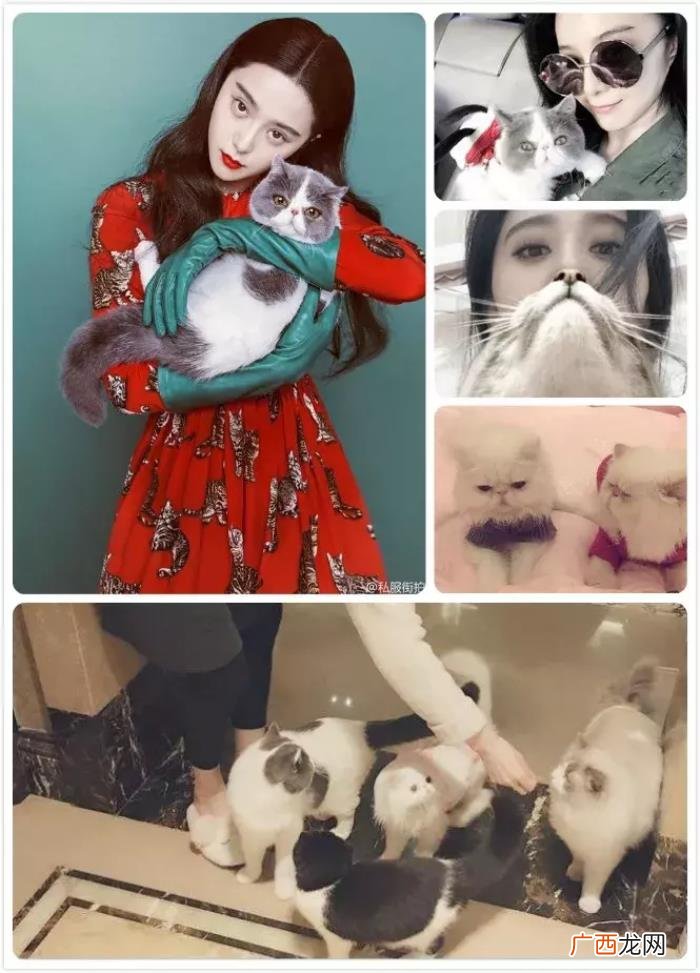 景甜和张继，景甜&amp;amp;张继科也找到了爱情