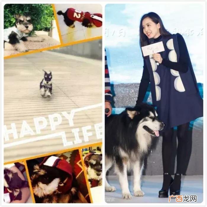 景甜和张继，景甜&amp;amp;张继科也找到了爱情